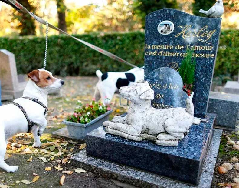 Похоронить животное на официальном кладбище домашних животных в городе Химки